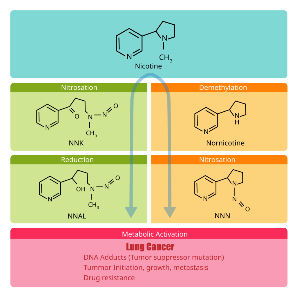 NIcotine to NNK, NNAL and NNN