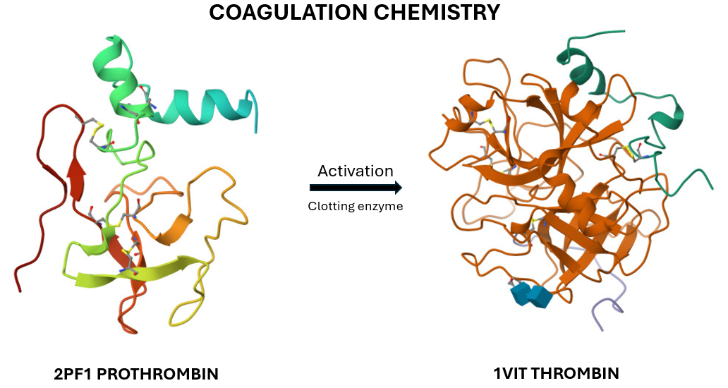 Coagulation chemistry Prothrombin to thrombin